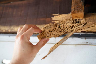 Pentingnya Menggunakan Jasa Pembasmi Hama Profesional untuk Lingkungan Sehat