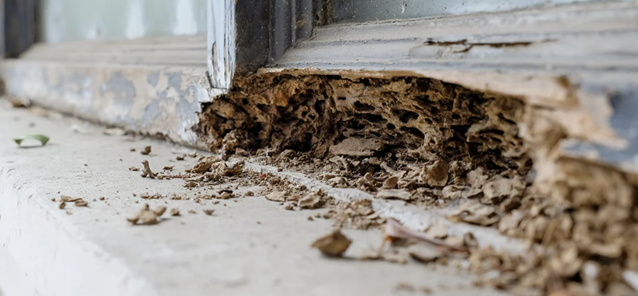 Jasa Anti Rayap Bandung: Solusi Efektif Lindungi Hunian dari Serangan Rayap